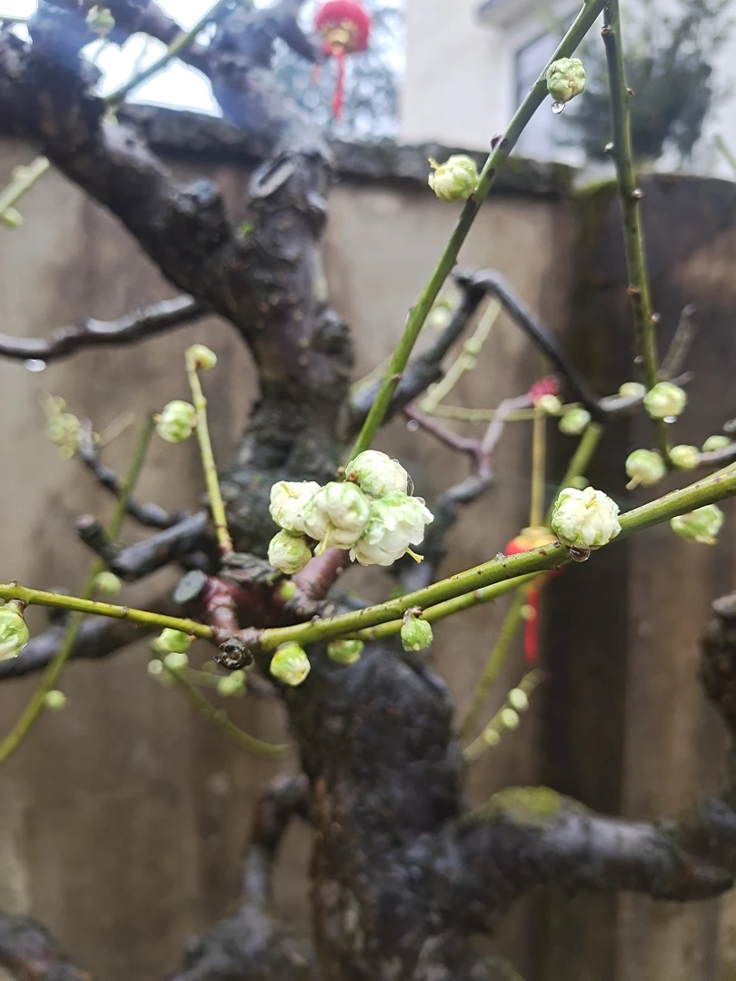 绿萼梅盆景绿梅红梅