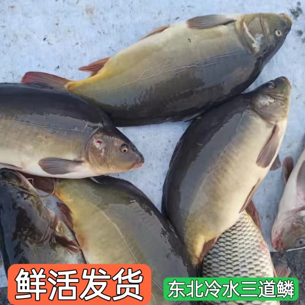 东北三道鳞活鱼吉林淡水鱼鲜活整条发货（顺丰包邮）