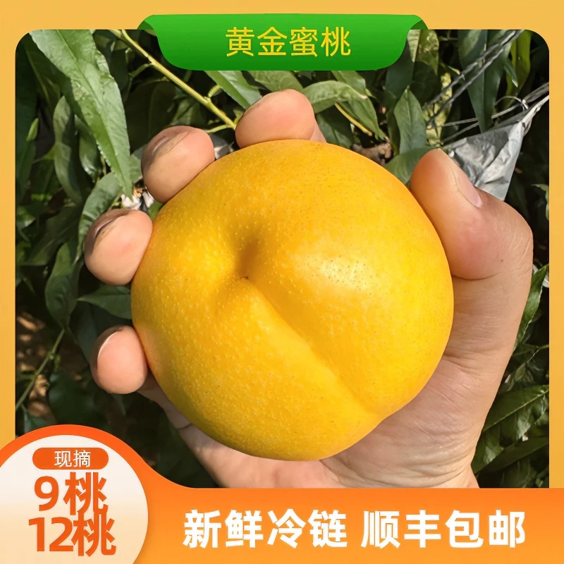 【精选】头茬新鲜丹东黄金密桃硬吃脆甜软吃爆汁香甜软糯果香