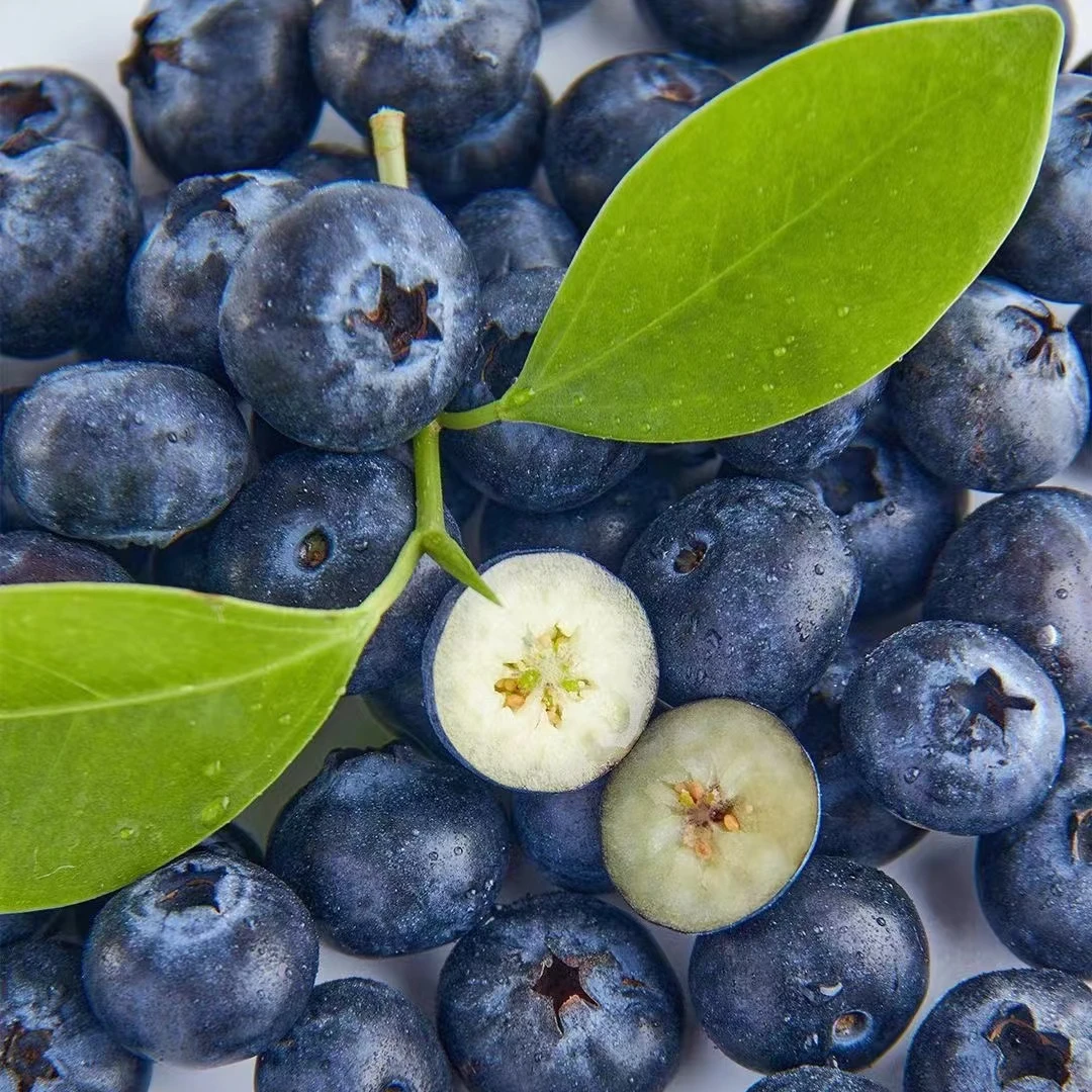 L25花香蓝莓新鲜采摘脆甜高山1箱2箱顺丰包邮果味浓郁健康