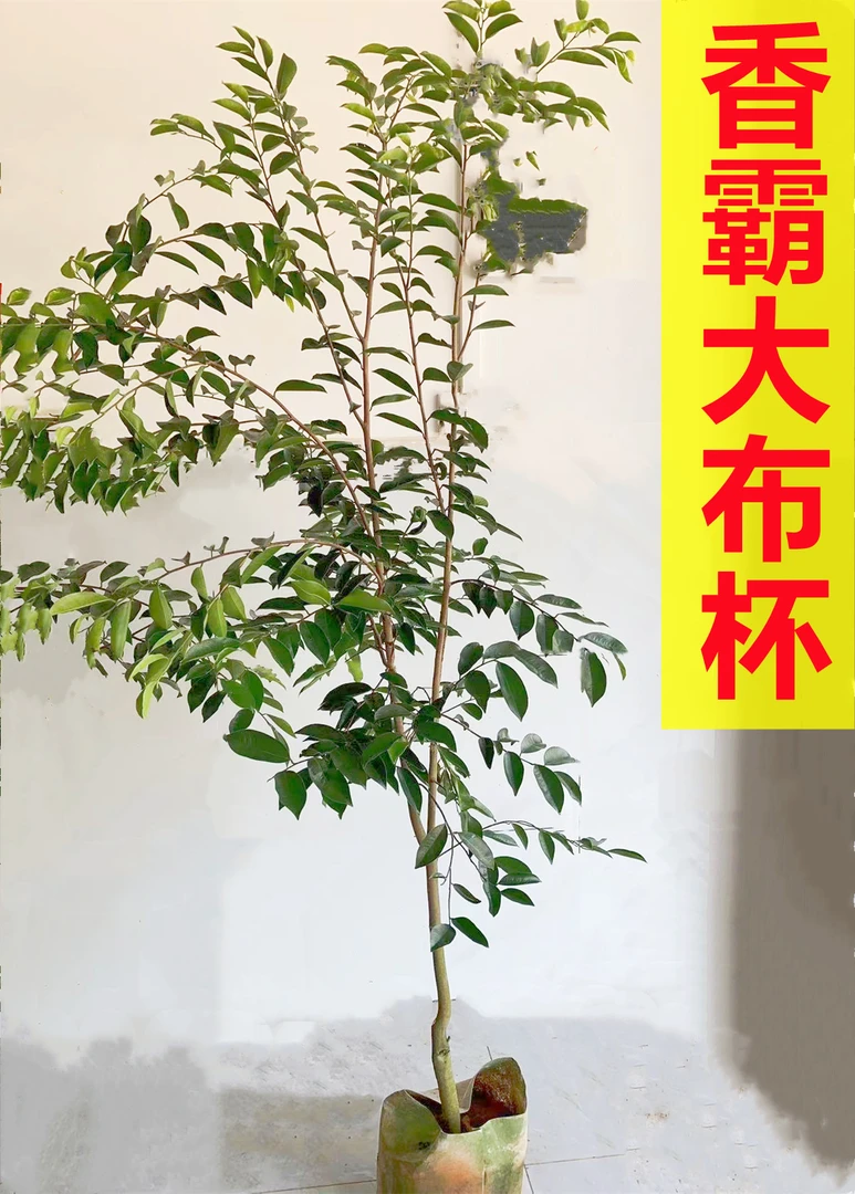 绿棋一年大布杯）1.3-1.8米高一年中树电白发货树苗