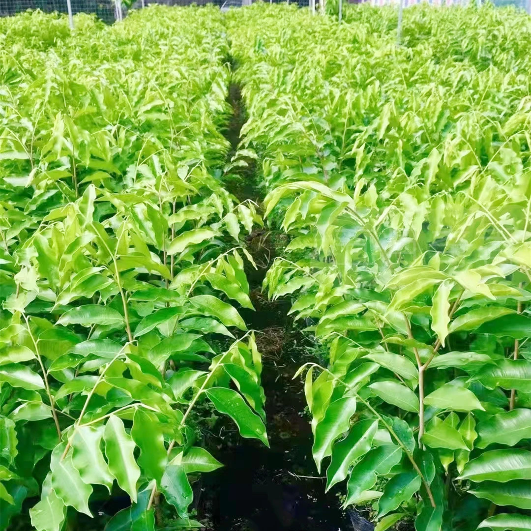 【春节不打烊】(虎斑紫奇)正宗原一代芽条奇楠沉香树苗珍贵种植沉香