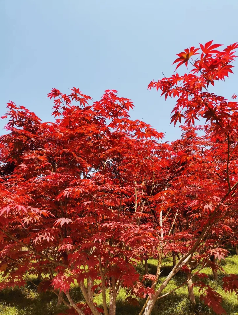 红枫四季红 舞姬中国 庭院别墅造景树苗