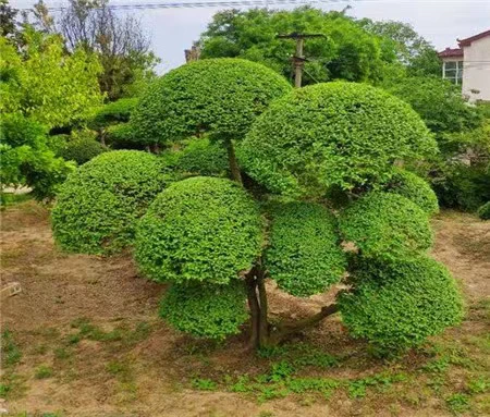 四季常青 小叶盆景地栽 一物一拍