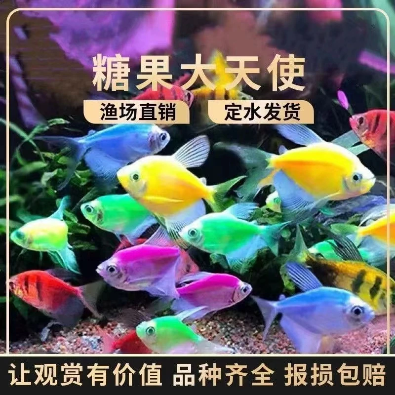 天使鱼直播链接紫衣绿衣七彩天使热带鱼活体好养糖果天使