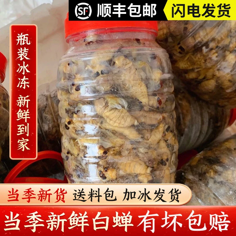 【顺丰包邮】徐州白蝉 爬叉 嫩知了 50只 100只 200只 新鲜保鲜发货