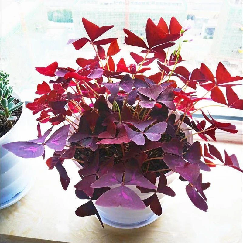 紫叶醡浆草四季开花紫色酢浆草种子红花酢浆草苗三叶草花卉种子