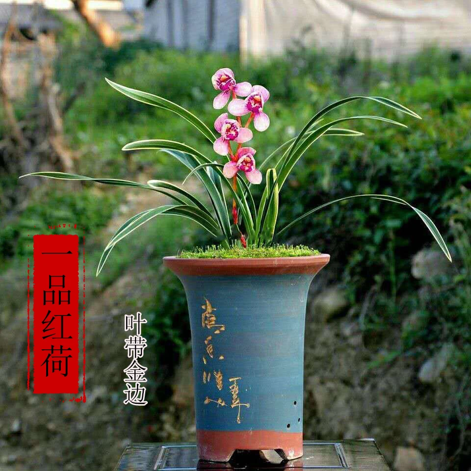 香水黄金边兰花苗【一品红荷】室内盆载浓香四季建兰花卉矮种无花苞