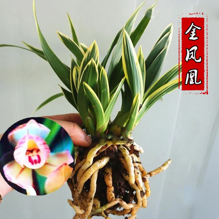 有香味的兰花矮种建兰【金凤凰】四季兰带金边室内阳台花卉盆栽绿植