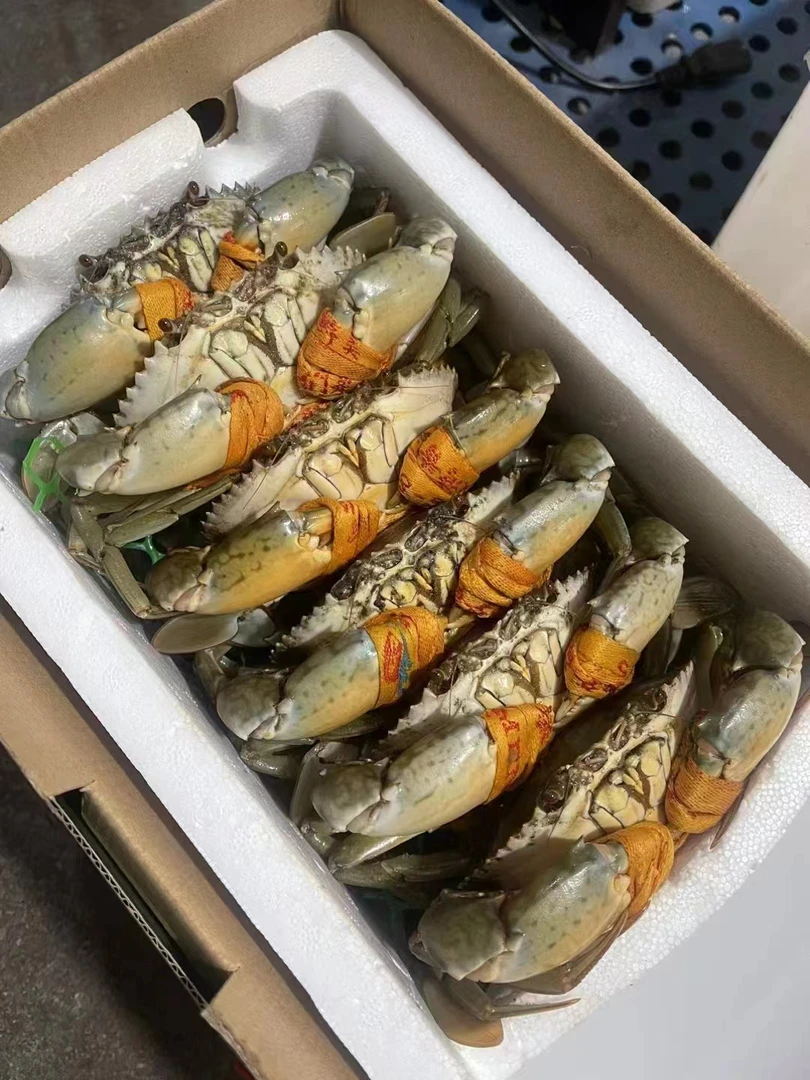 三门鲜活螃蟹 青蟹鲜活肉蟹公母蟹 菜鲟猷蠓 海鲜水产