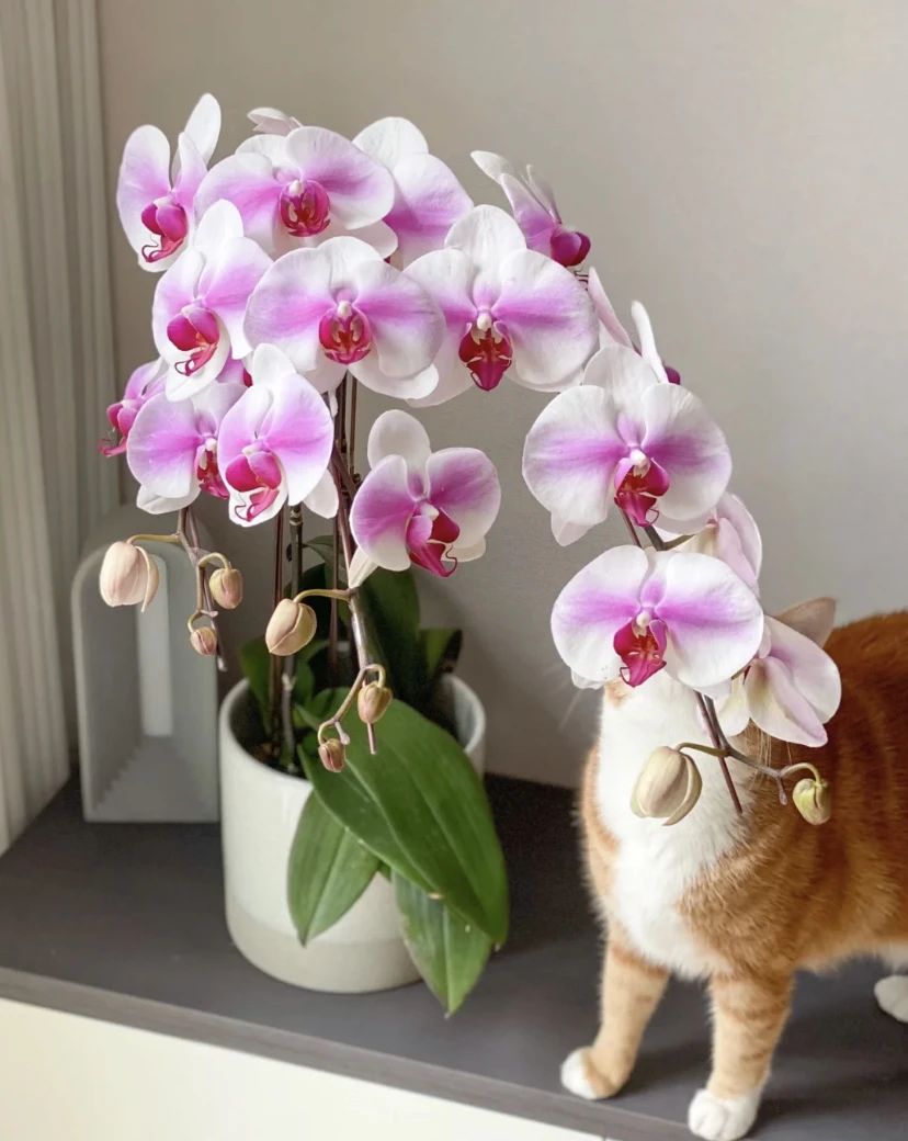 《婚纱》蝴蝶兰出梗苗2.8寸当年开花