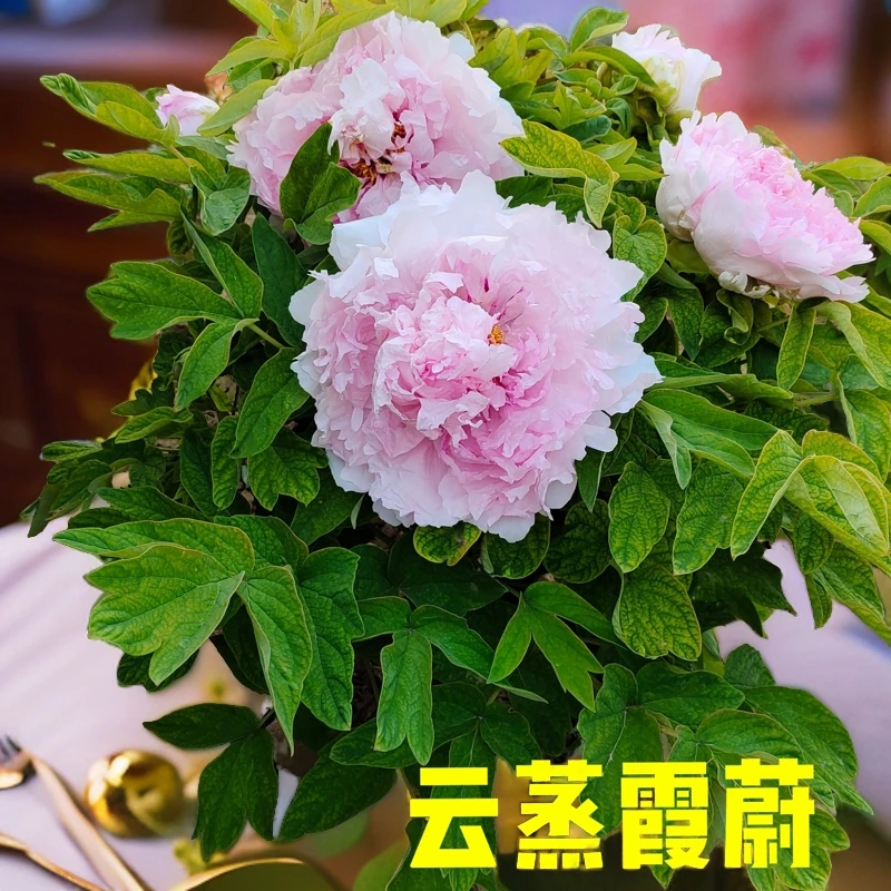 预售:牡丹《云蒸霞蔚》下单先发资料秋季发货