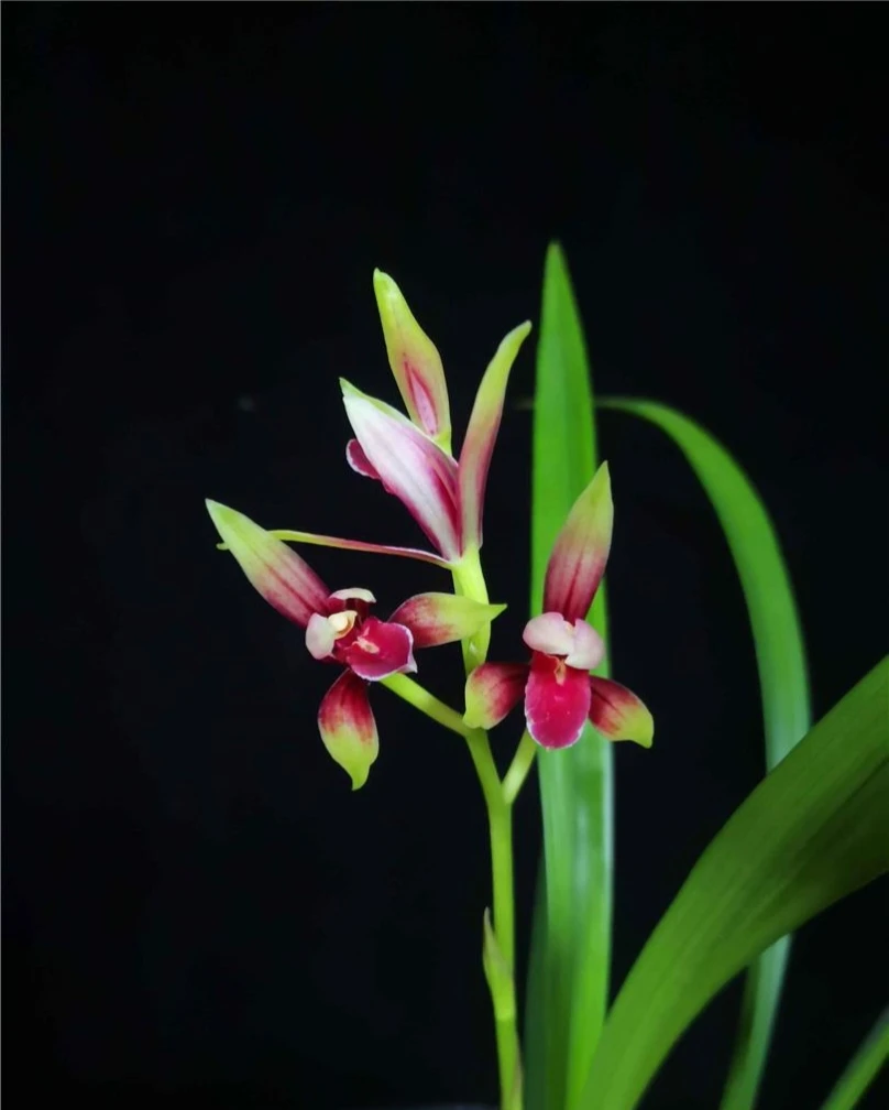 春兰建兰寒兰墨兰兰花直播一花一拍（单拍随机发）