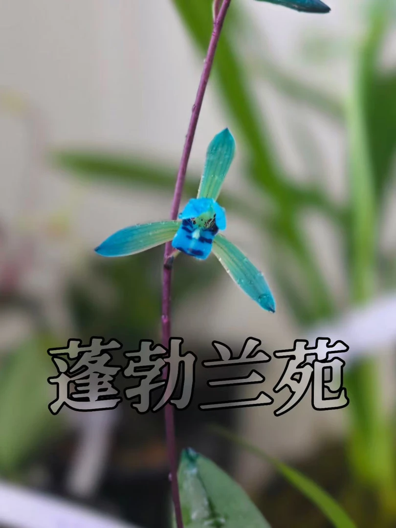 兔耳兰新品蓝花烟雨江南，两壮苗裸根发货