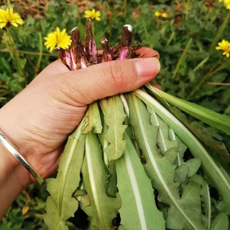 霜打野生新鲜蒲公英现挖现发新鲜野菜整颗带根顺丰包邮