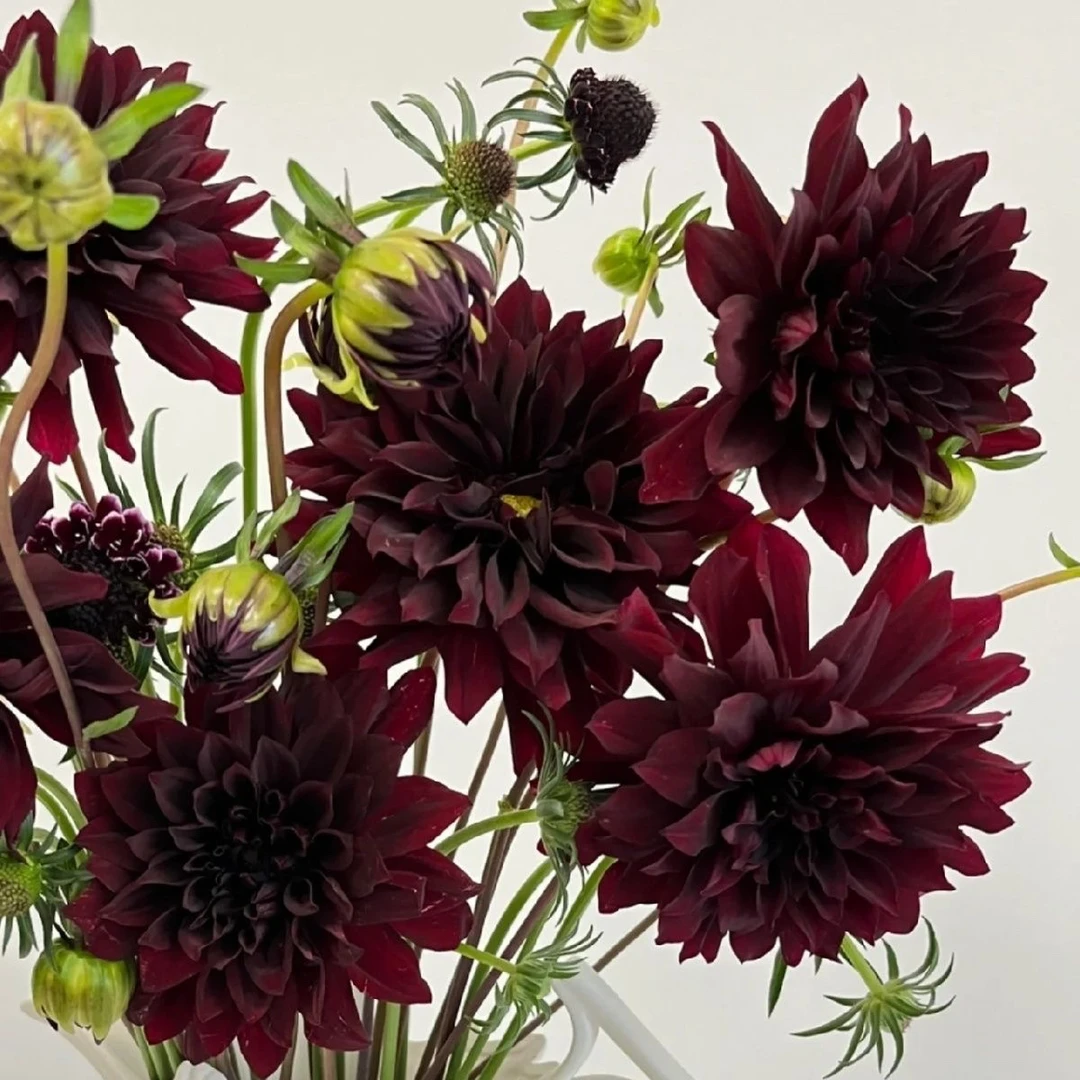 【新疆包邮】黑美人大丽花花卉盆栽长期花室内外新手懒人好养活植物