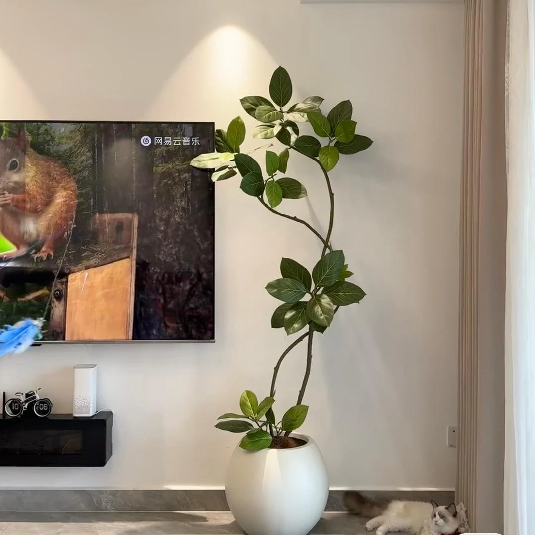 孟加拉高山榕幸运树简约绿植好养活