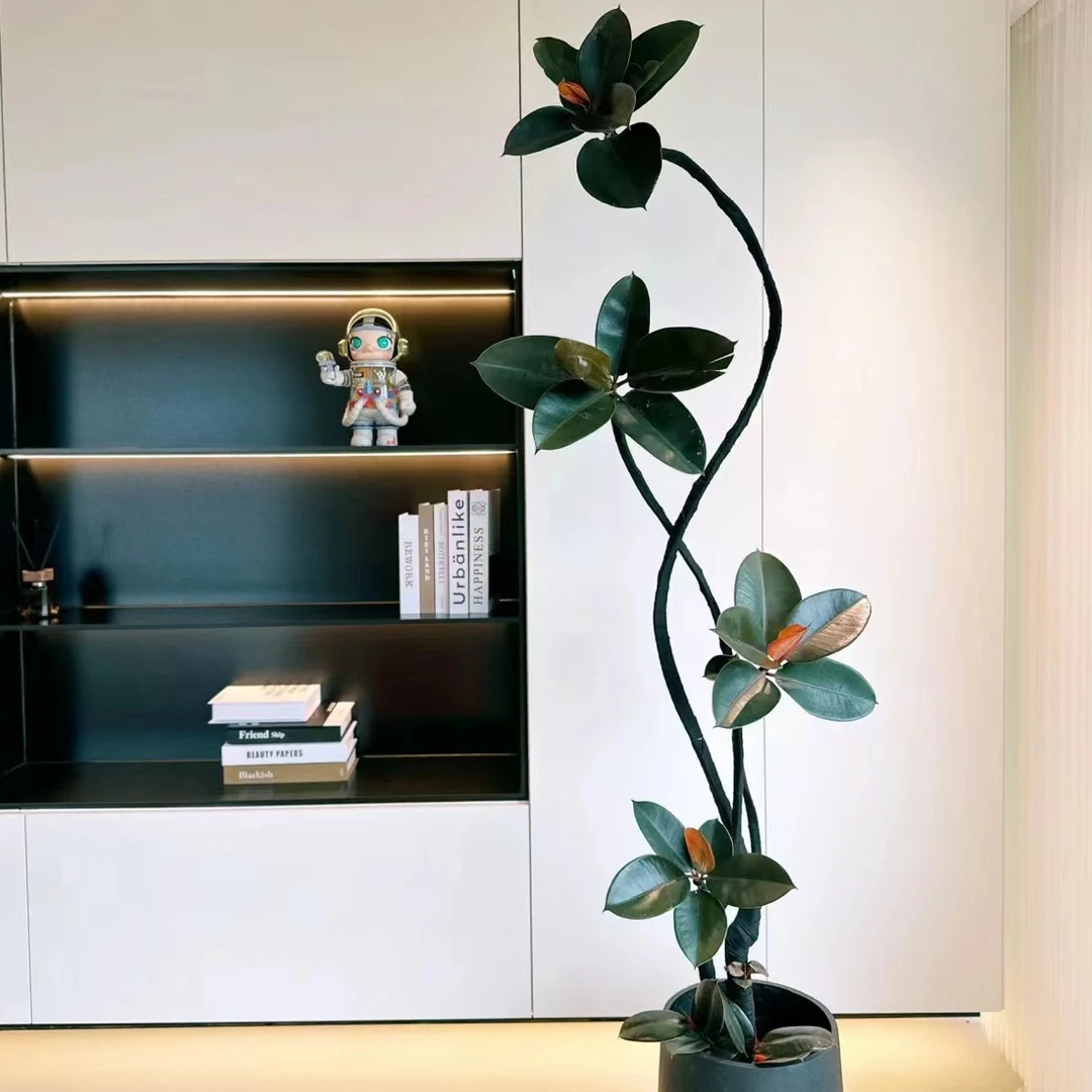 黑金刚橡皮树室内外大型网红绿植北欧简约风