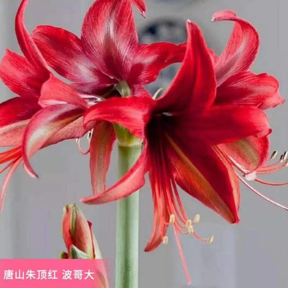 朱顶红【28/30波哥大】种球规格实际偏小2到3厘米