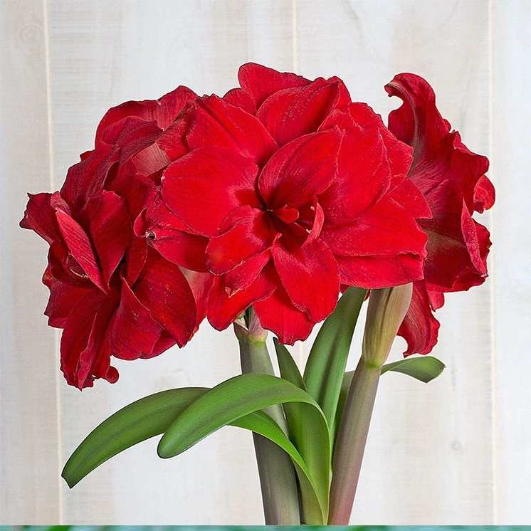 朱顶红【28/30安陌】种球规格实际偏小2到3厘米