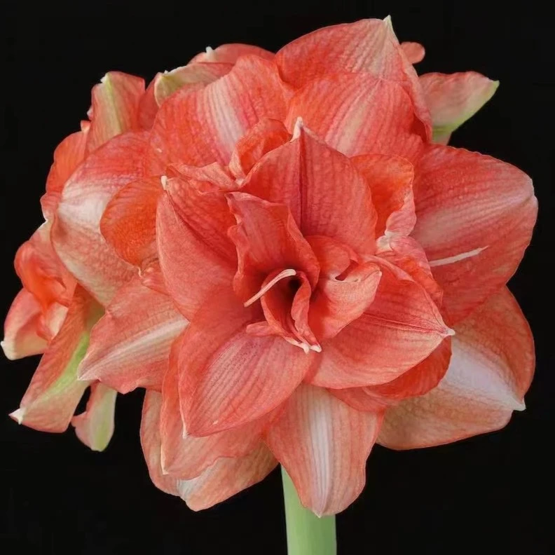 朱顶红种球【前程似锦】球丑裂-重瓣-开花球1粒-