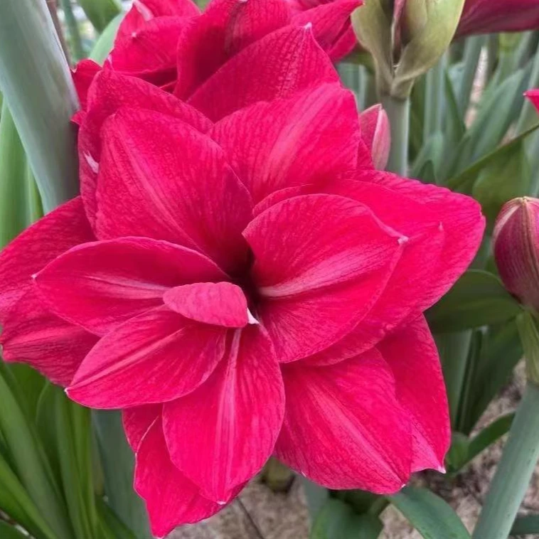 朱顶红种球【粉色交响曲】-重瓣-开花球1粒-