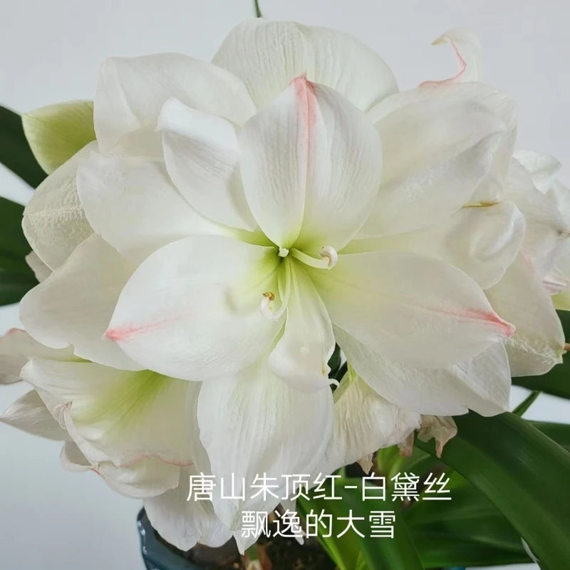 朱顶红种球【白黛丝】-重瓣-开花球1粒- 个别种球褐色