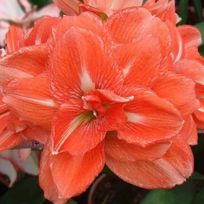 朱顶红球根【台朱荣华】