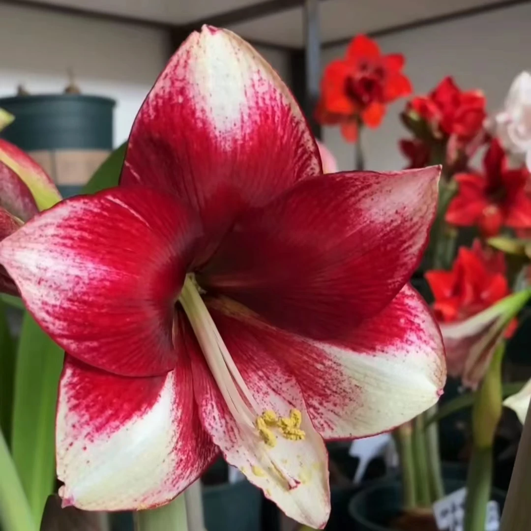 朱顶红【中国梦想-种球直径9.5厘米以上】开花球