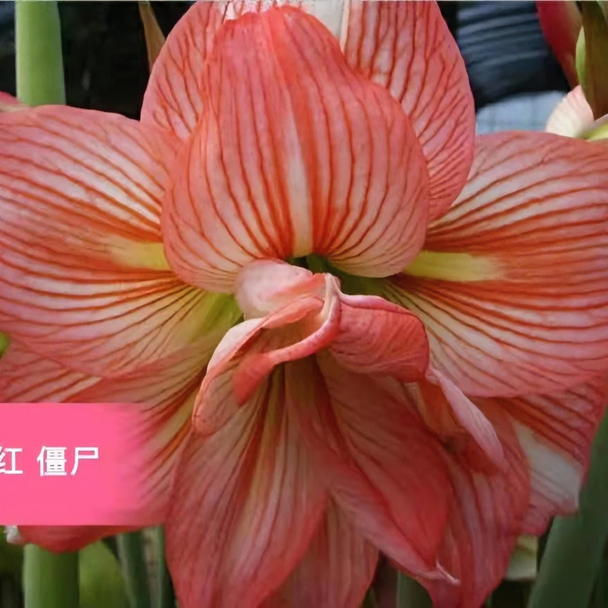 朱顶红种球【僵尸】-重瓣-开花球1粒-