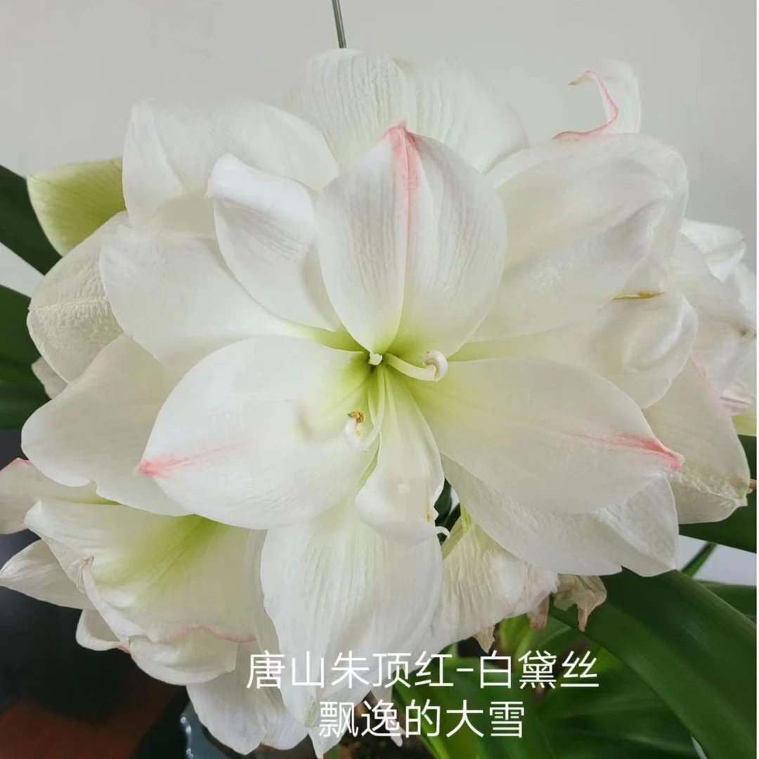 朱顶红种球【白黛丝】规格实际偏小2到3厘米