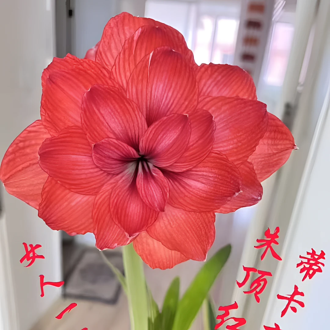 朱顶红 【24/26帝卡帝国.君主】球根球丑裂实际规格偏小2到3厘米
