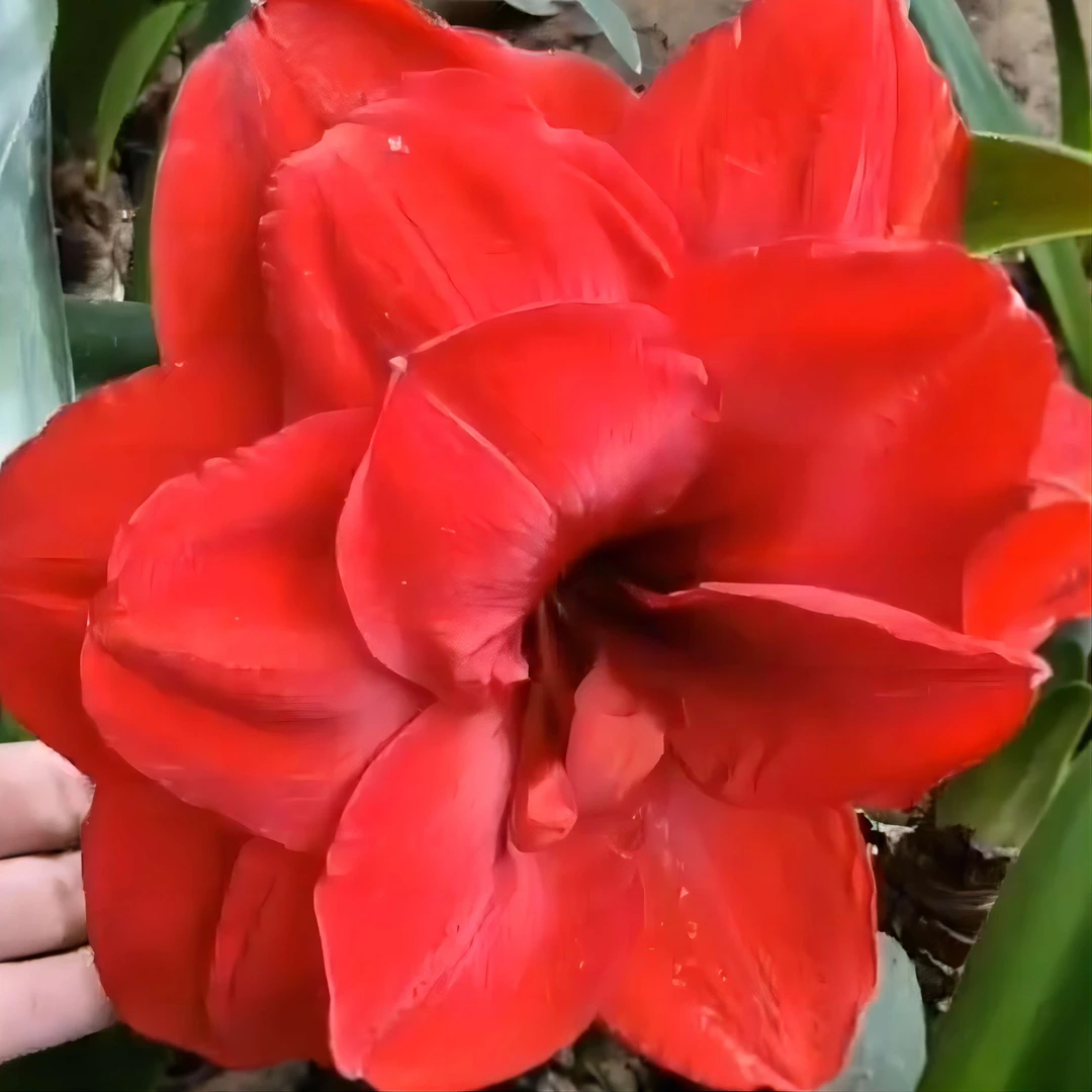 朱顶红两球【国王22/24】【玫瑰花样22/24】组合