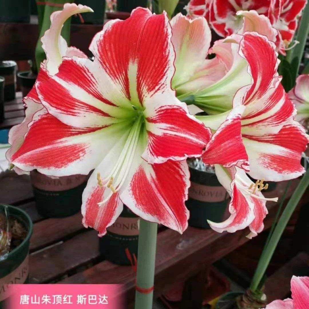 朱顶红种球【26/28斯巴达】球丑呈褐色实际偏小2到3厘米