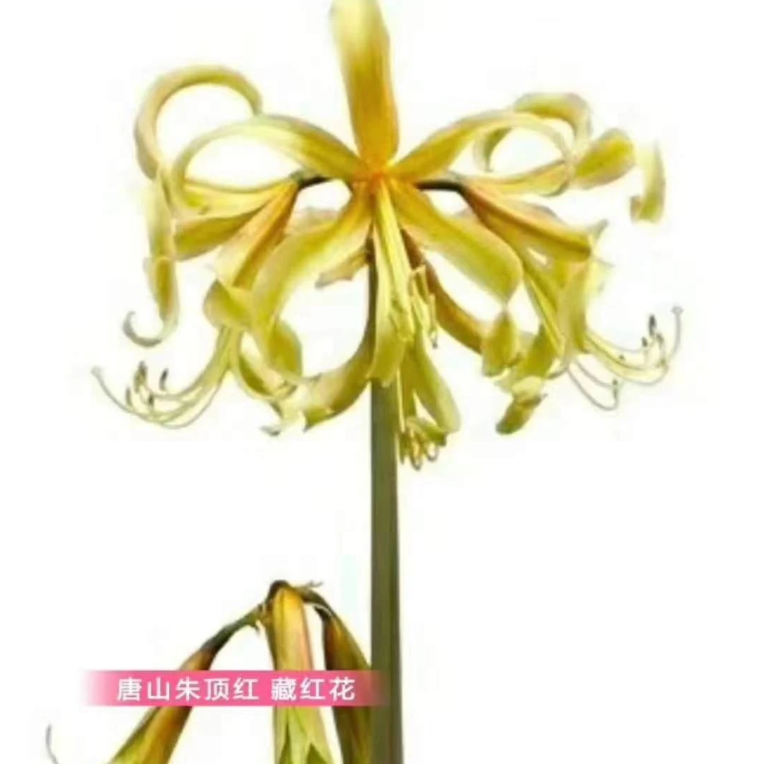 朱顶红种球【藏红花】规格实际偏小2到3厘米