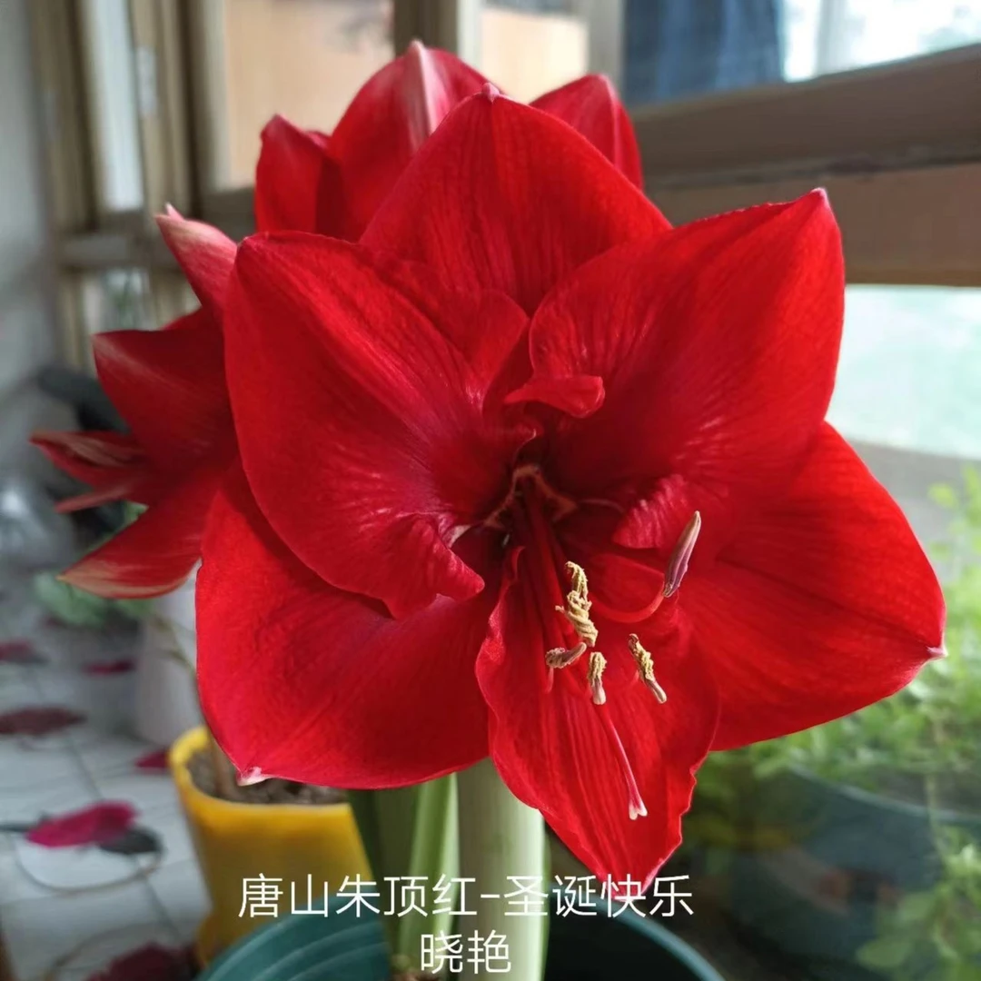 朱顶红种球【圣诞快乐】规格实际偏小2到3厘米