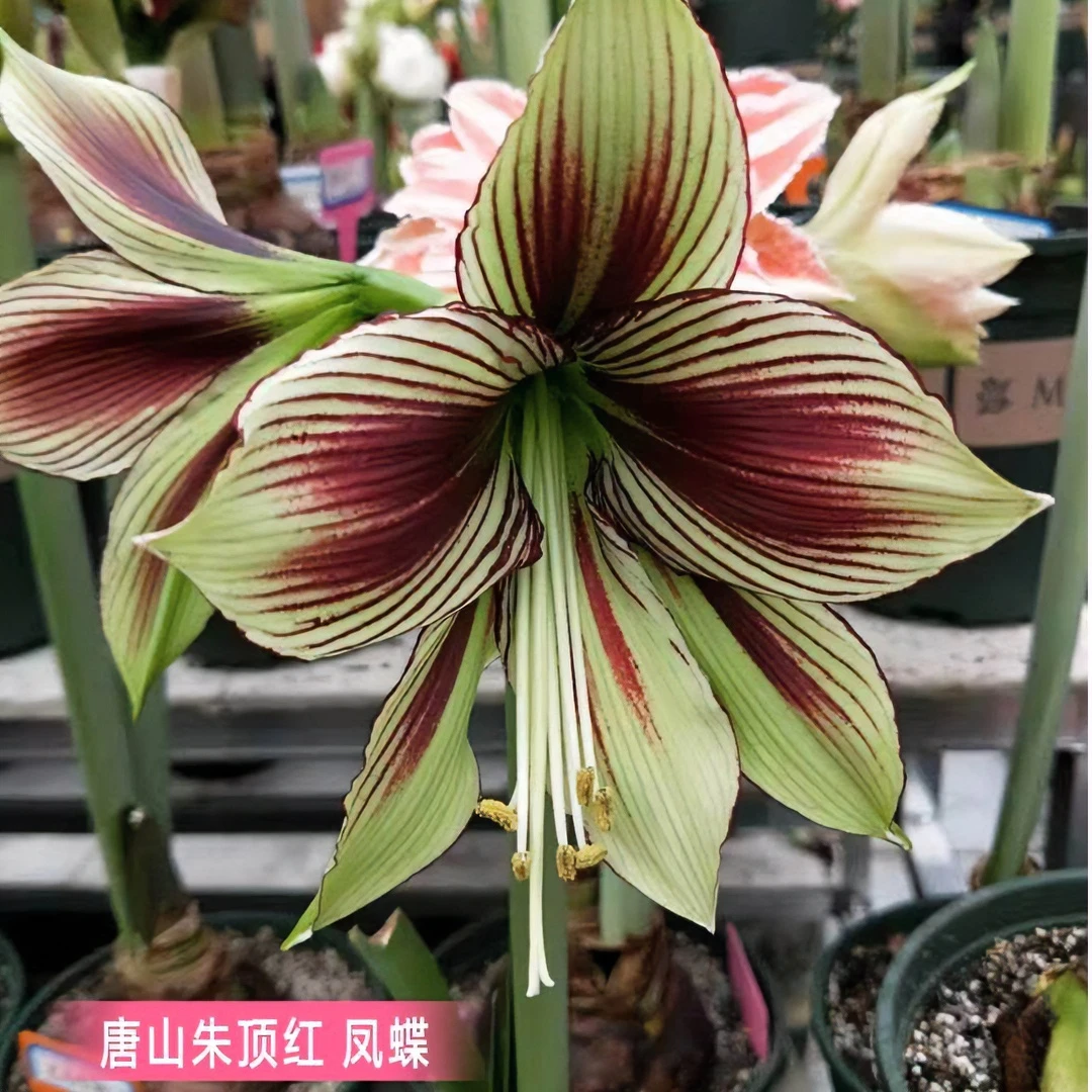 朱顶红种球【凤蝶】球丑裂-单瓣-开花球1粒-