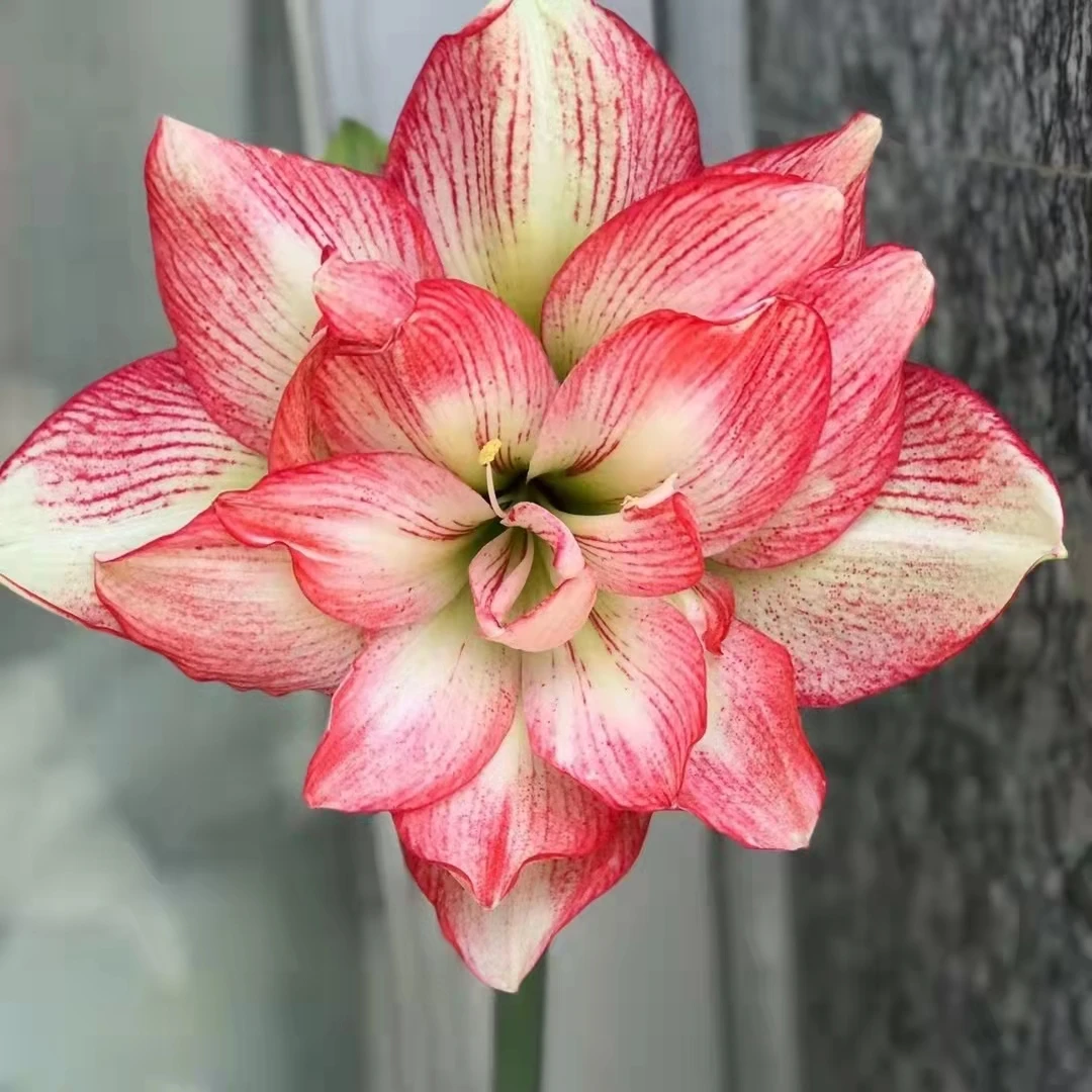 朱顶红【蔓越莓0.5厘米左右小苗】剪叶发货黄叶叶子带红点无售后