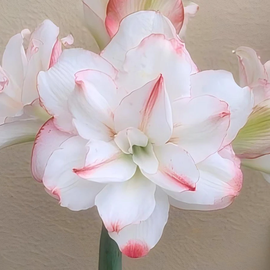 朱顶红种球【星系】小苗自然球1粒,不带侧芽