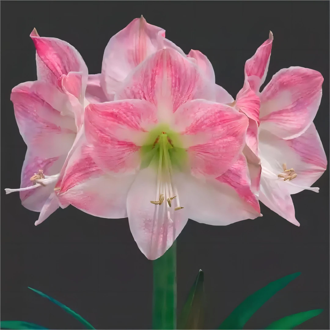 朱顶红种球【樱花】-单瓣-开花球1粒-种球褐色