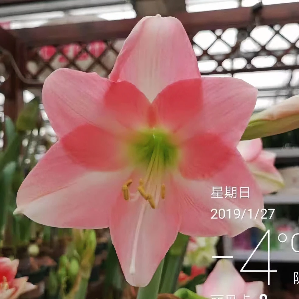 朱顶红残次球【瑞贝卡】-单瓣-1粒-