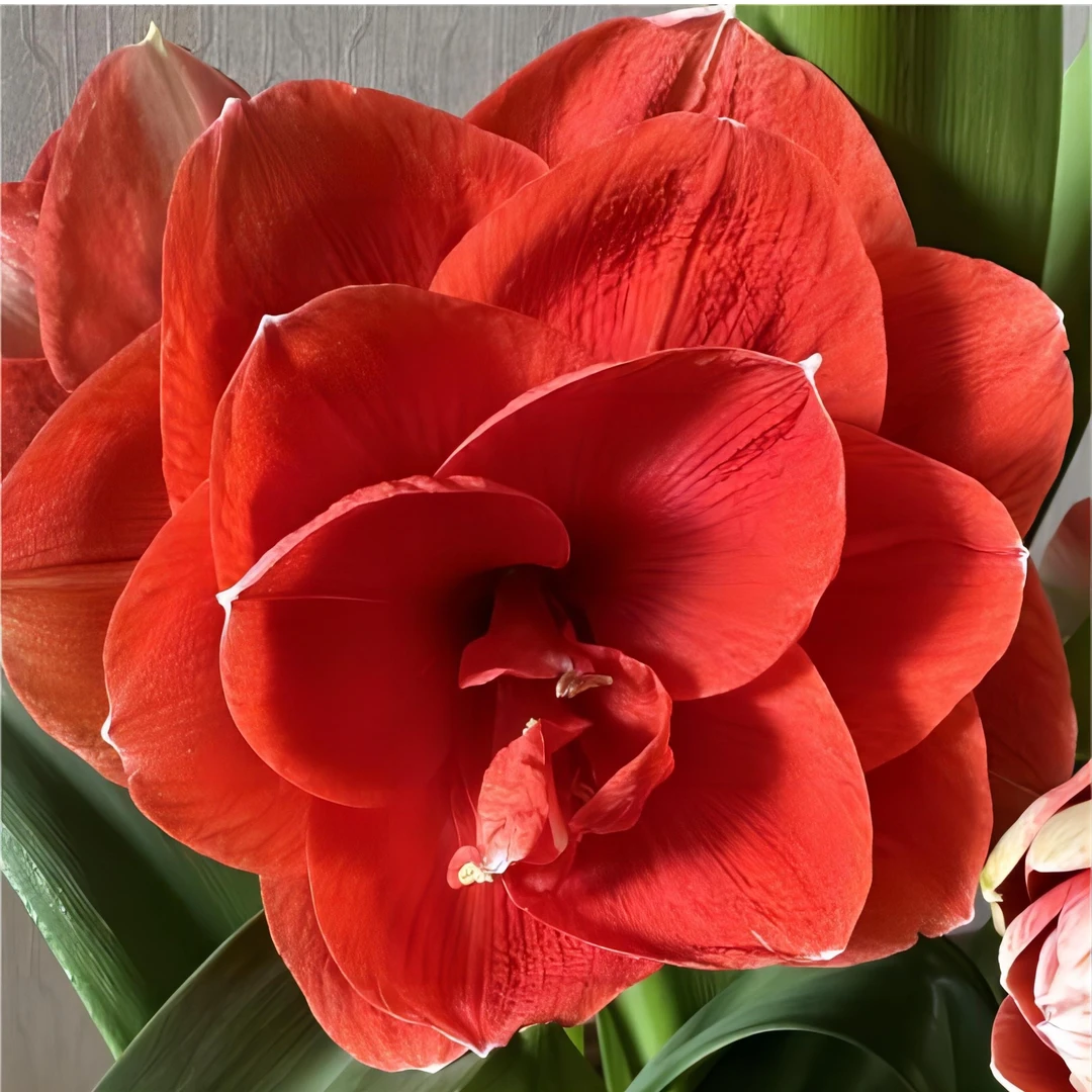 朱顶红种球【尼拉】-重瓣-球丑-开花球1粒-种球褐色