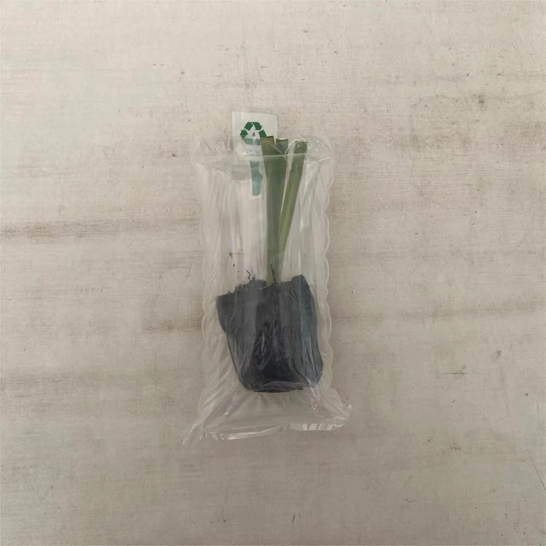 朱顶红种球【黑红重瓣小苗】剪叶发货黄叶断叶无售后