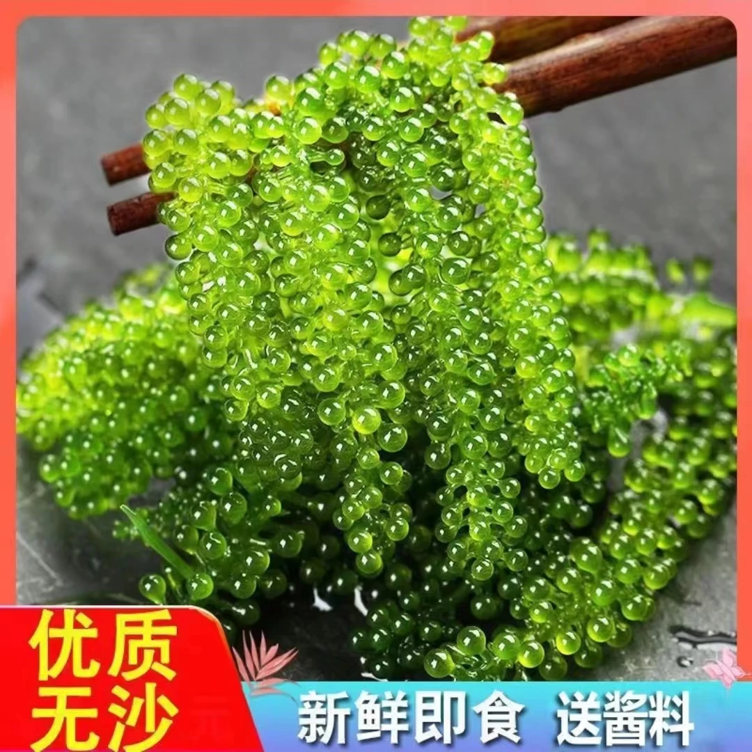 盐渍海葡萄海藻海菜寿司100g新鲜盐渍即食长寿菜鱼子酱50g包邮
