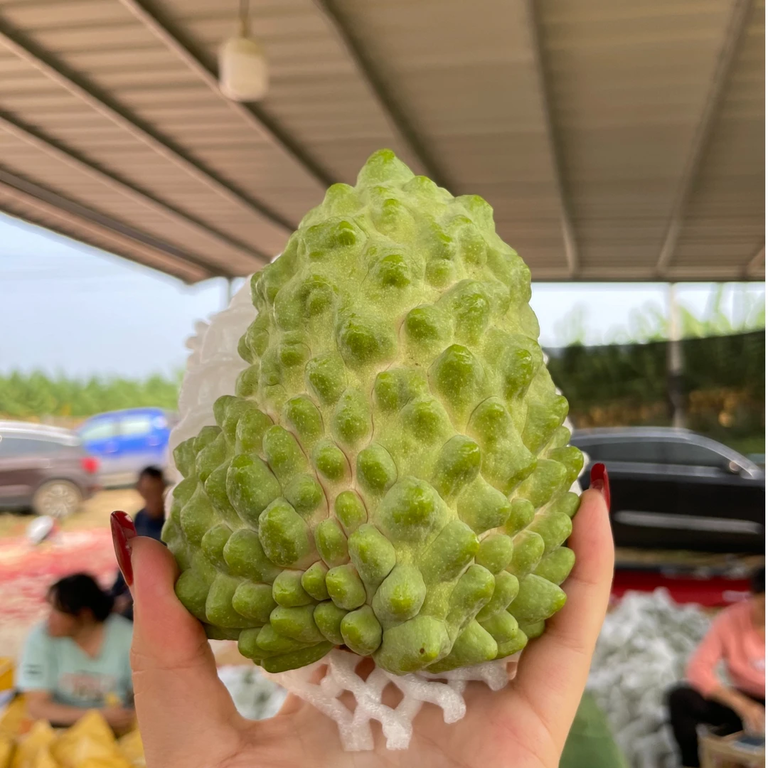 【广西甄选】凤梨释迦果广西南宁武鸣释迦果3斤/5斤【花皮果】