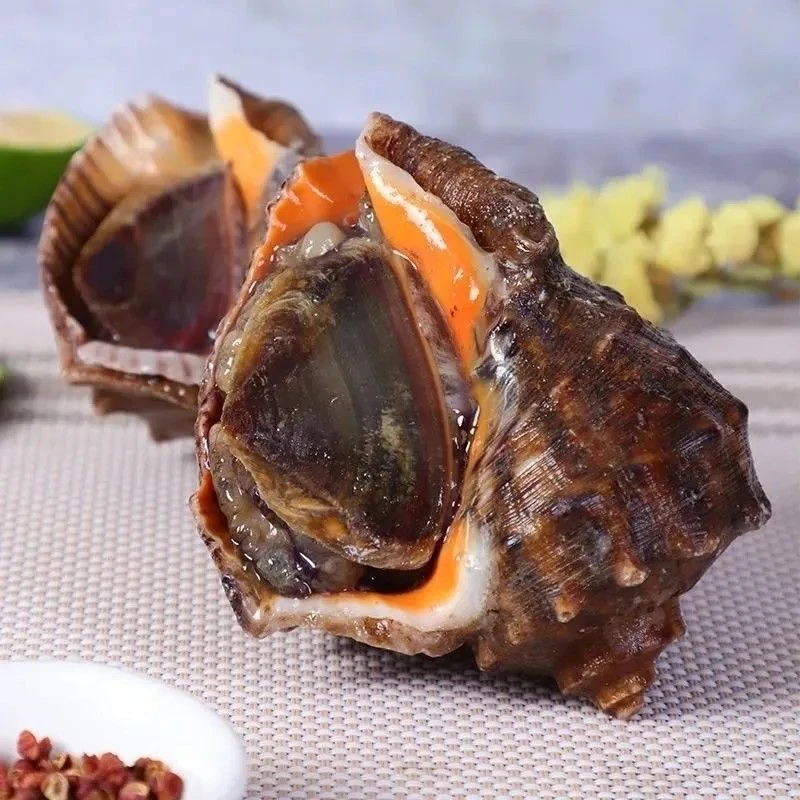 鲜活海螺加送蛤蜊5斤连云港发货顺丰鲜活肥美