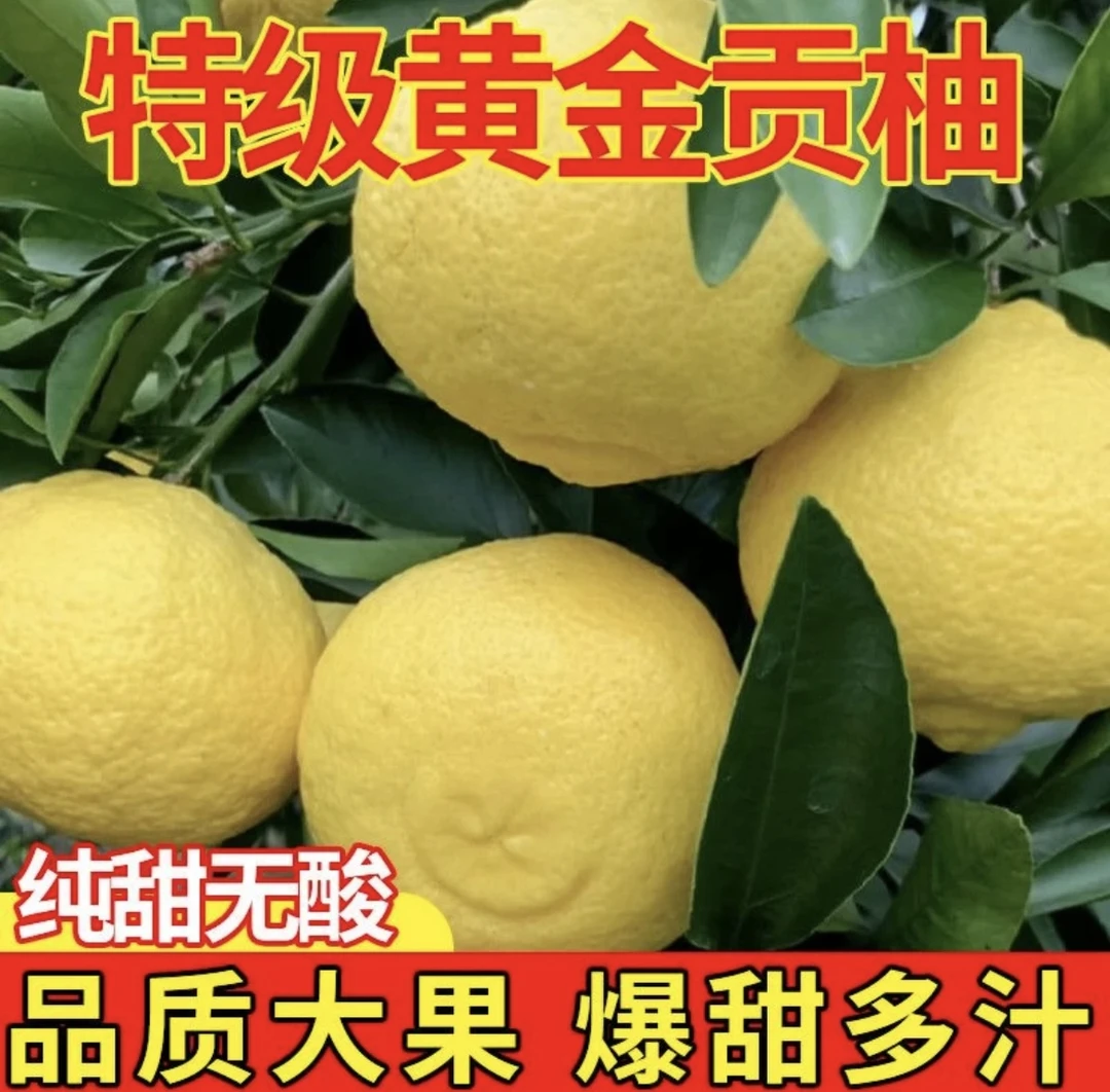 湖南洪江岩珑黄金贡柚/象山青纯甜不酸香甜爽口坏果包赔产地直发