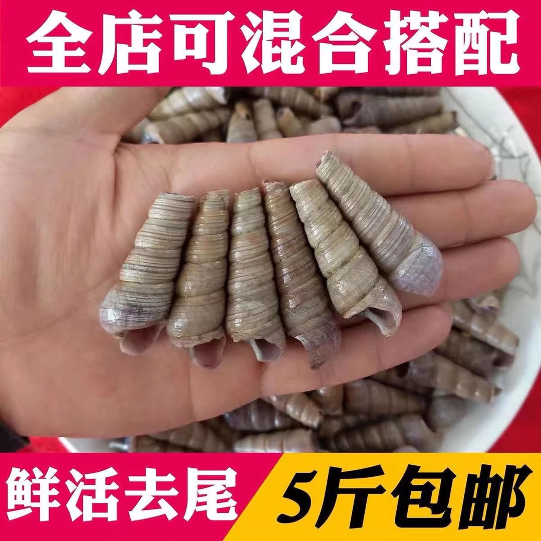 钉螺新鲜鲜活钉螺去尾钉螺麻辣钉螺海鲜螺类螺钉鲜活特大号