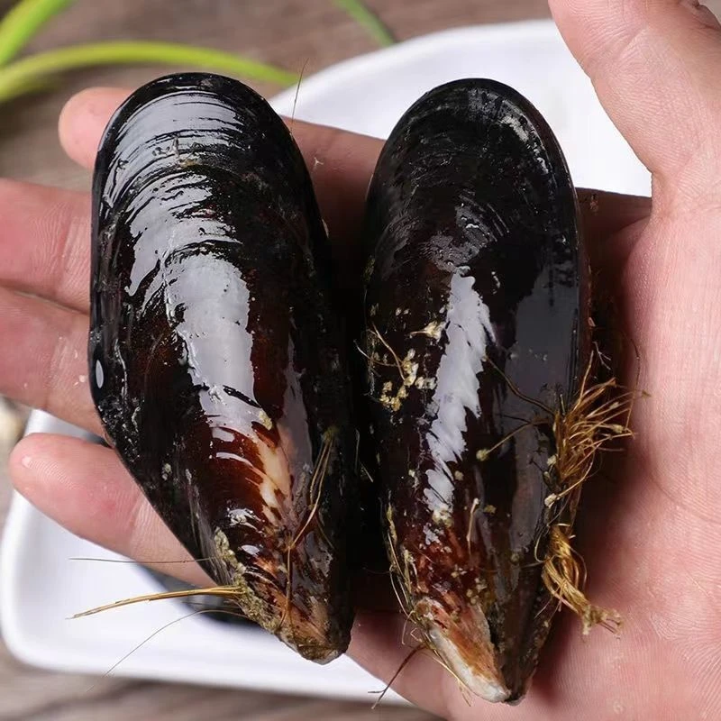 《鲜活发货》青口贝包肥包鲜 不包活 无泥无沙包邮5斤