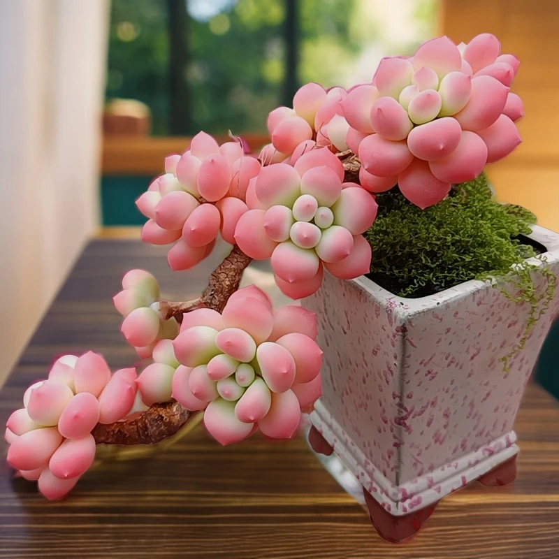 粘土多肉直播间一物一拍（非真多肉）